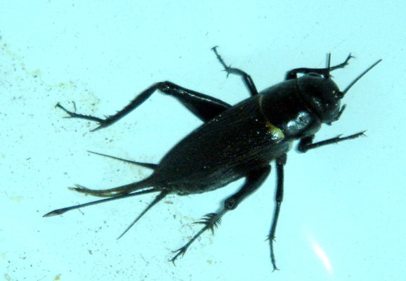 Orthoptera:  Gryllus bimaculatus